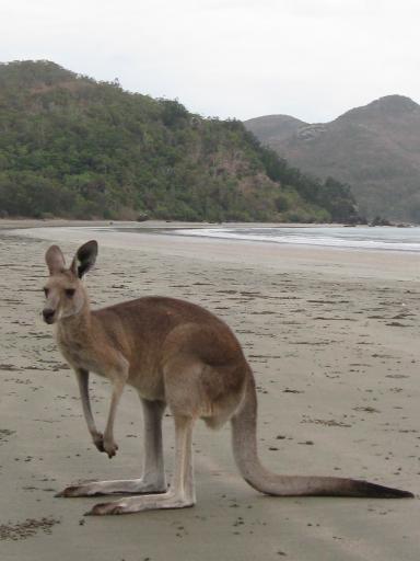 Kangoeroe