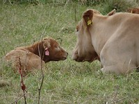 DSC00706