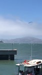 Albatros en Alcatraz