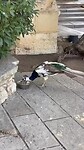 video_1_efff612e7d79410288312167e9e083c2