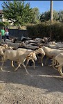 IMG_6818