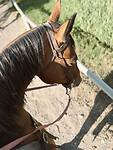 Tezza-7462