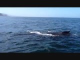 walvisspotten Knysna 2