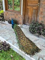 Enige kleurrijke vogel totnogtoe
