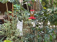 Find the bird