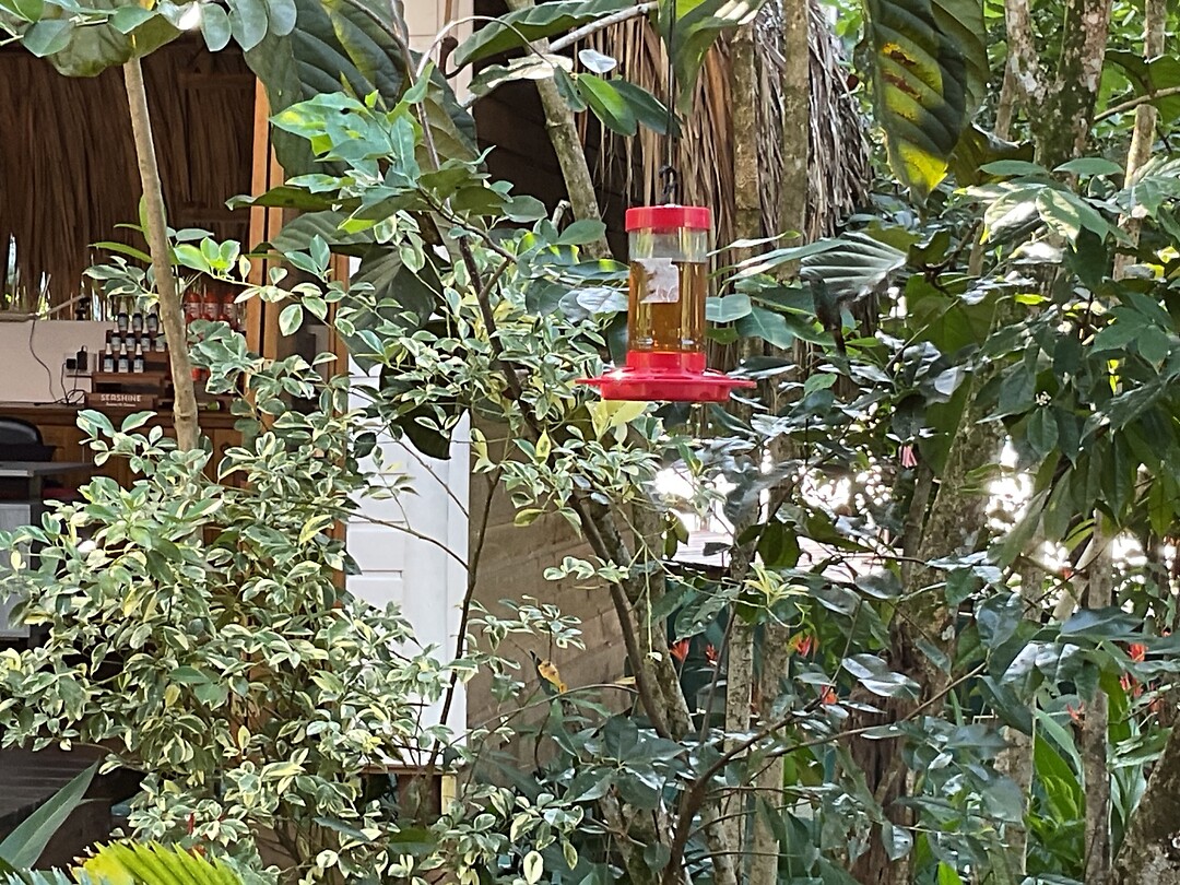 Find the bird