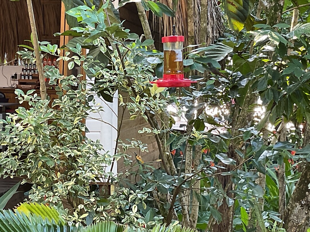 Find the bird