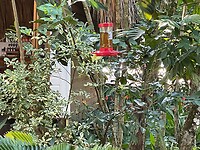 Find the bird