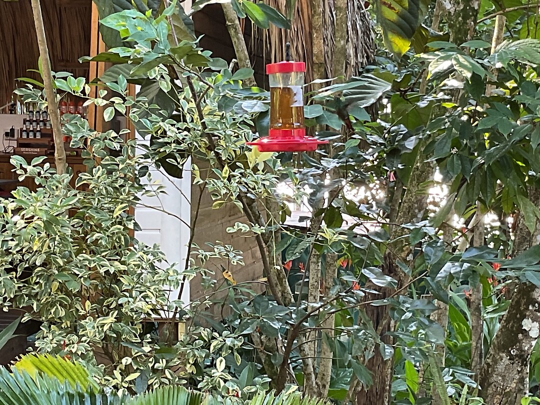 Find the bird