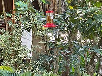 Find the bird