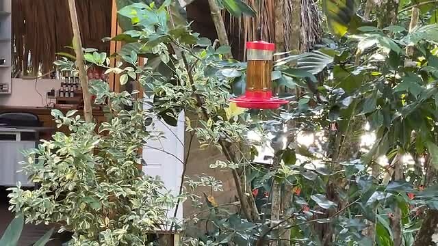 Birdie