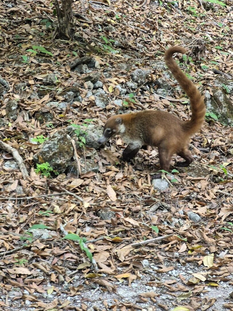 Onbekend beest in Tikal