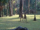 vechtende kangaroe's in Carnarvon