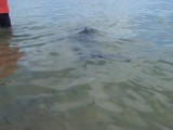 Dolfijnen die op 1 meter van ons vandaan zwemmen:)