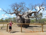 Boab Prison Tree