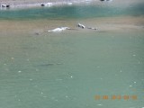 DSCN0117
