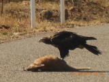 Wedgetailed eagle ontbijt met rauwe wallaby