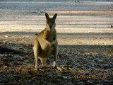 Agyle wallabies op de camping