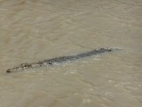 DSCN0584