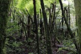 Samaipata