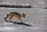 Salar De Uyuni