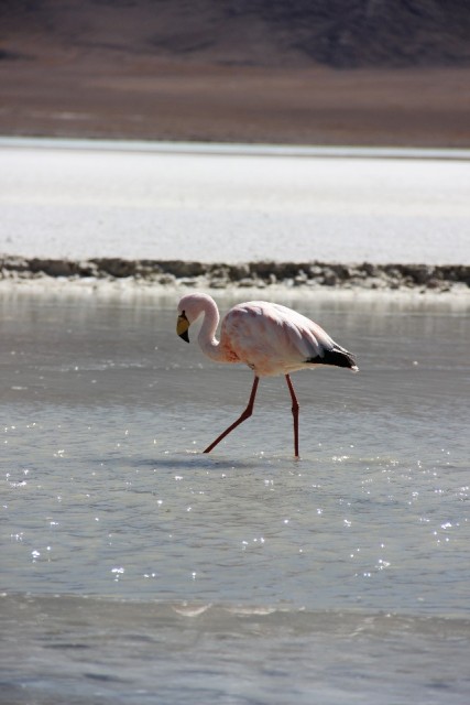 Salar De Uyuni