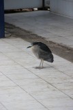 Iquique