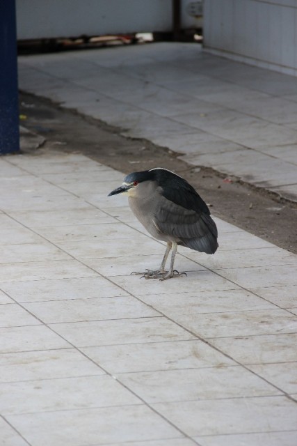 Iquique