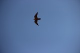 Arica
