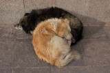 Cuzco