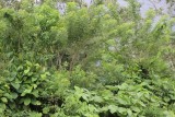Arenal