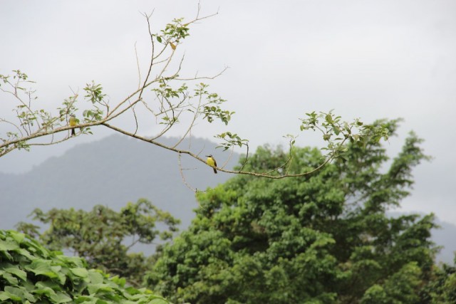 Arenal