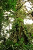 Monte Verde