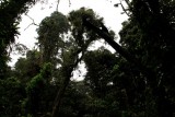 Monte Verde