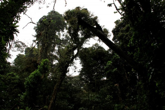 Monte Verde