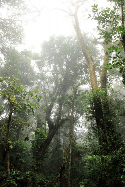 Monte Verde