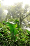 Monte Verde
