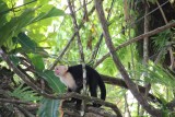 Manuel Antonio