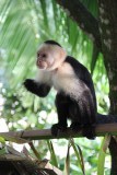 Manuel Antonio