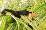 Manuel Antonio
