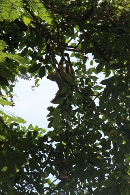 Manuel Antonio