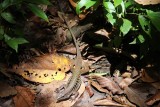 Manuel Antonio