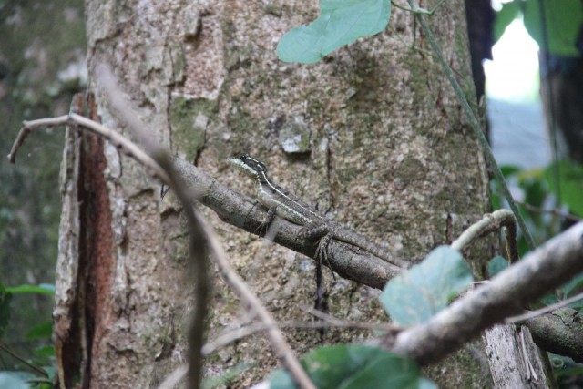 Manuel Antonio