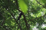 Manuel Antonio