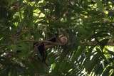Manuel Antonio