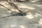 Manuel Antonio