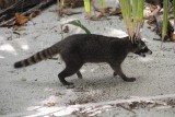 Manuel Antonio