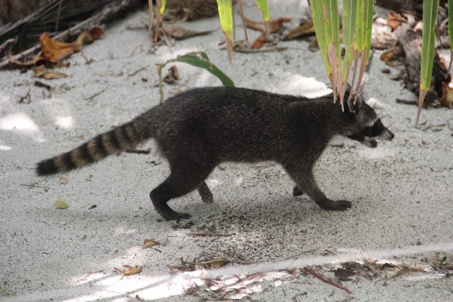 Manuel Antonio