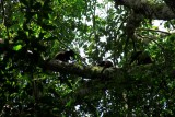 Manuel Antonio