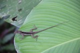 Manuel Antonio